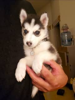 Husky puppy