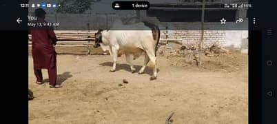2 Dant Male White patela