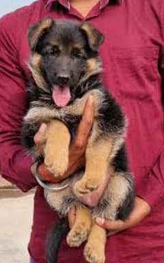 German Shepherd double coat