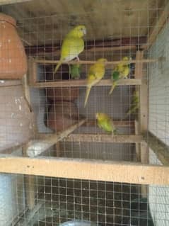 parrot
