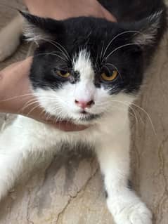 Persian Cats For Sale 6 months age
