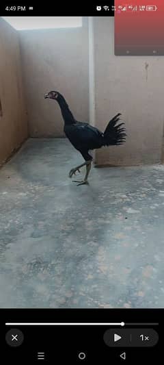 thai barmi pakoye pair 5 month