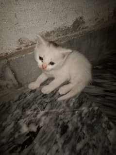 double coated Persian Kittens Pair