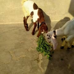 bakri bacho k sath
