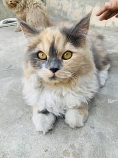 Persian cat
