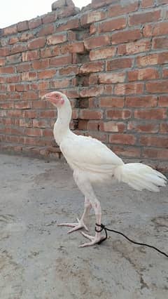 White Aseel long height patha