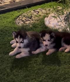 Huskey puppies pair for sale male and female