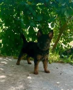 German