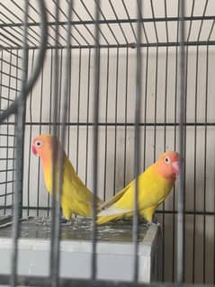 Yellow Personata Breader Pair Full Active and Healthy
