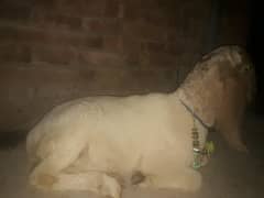 Sheep For Sale