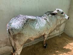 2 dant bachri for sell