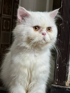 Punch face tripple coat Male for stud