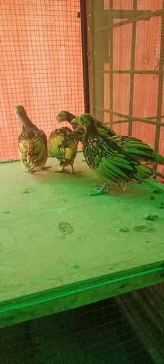 Aseel chicks | pakistani aseel | Thai aseel |golden Seabright | bentum