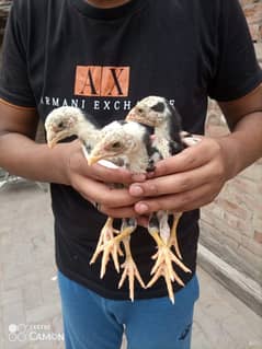 Aseel chicks | pakistani aseel | Thai aseel |golden Seabright | bentum