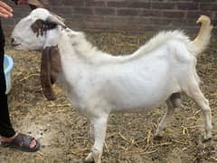 Bakra