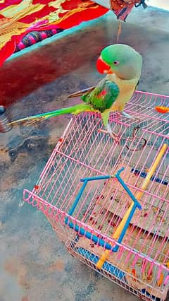 male parrot