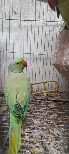 Young green male ringneck parrot