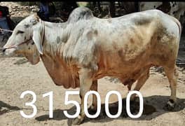 0347-8882666 0332-6521963