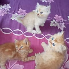 Persian Kittens
