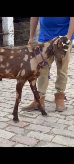 qurbani
