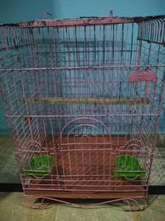 parrot