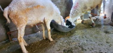 Bakra Chatra  sheep For Qurbani 2025