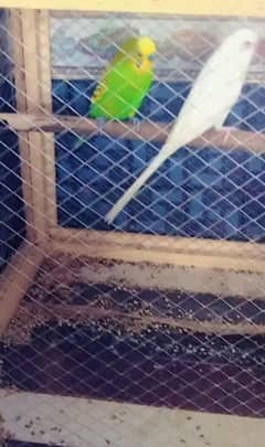 white female red eye buggies
