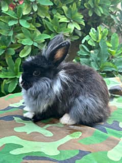 Rabbits bunnies pure quality for sale