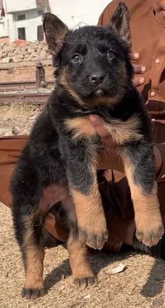 German shepherd puppies Double CoatMy WhatsApp number 03407290940