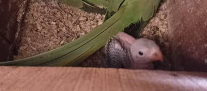 Green Ringneck chick for sell