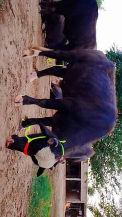 Qurbani