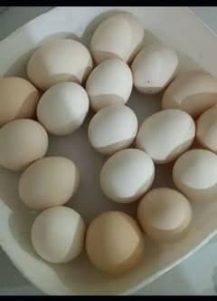 aseel chicks avalible aseel egg fertial avalible