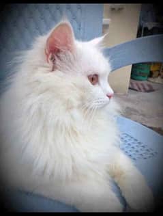 triple coated Persian male cat for sale