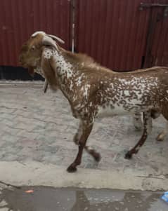 Karbani ky liy 2 dant