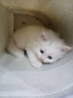 male and female baby all available