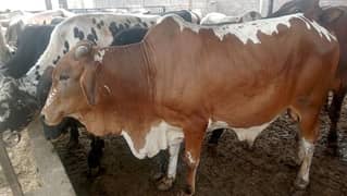 Qurbani animals