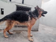 GSD male 22 months