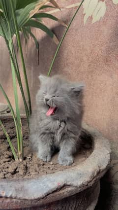 perisan kitten