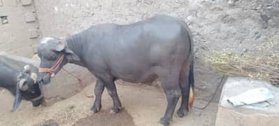 کالی