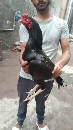 aseel pair long height 03020066870
