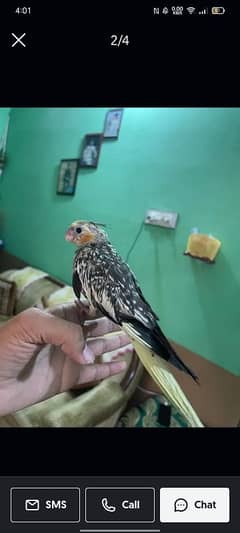 cocktail tame female ak love bird h