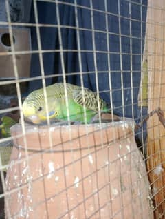 healthy active king size  bagdi