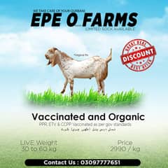 Qurbani Goats 2025 - Makhi Chinay Bakry For Sale - Limited Stock.