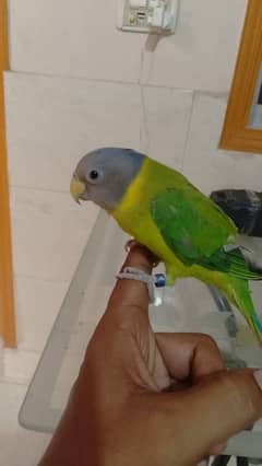 plum head parrot love bird