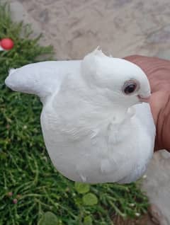 senti