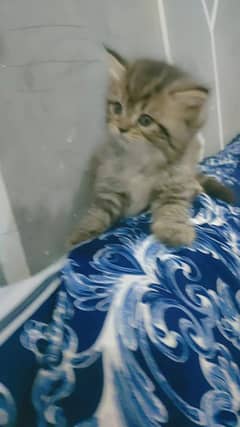 Persian Kittens / Kittens / Persian Cats