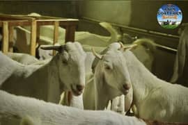 Qurbani