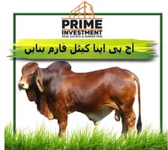 cattle farm& dairy