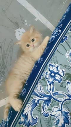 Persian kittens/ Kittens/ Cats