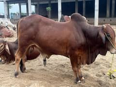 Sahiwal Bachra| Cow| Bull | Qurbani bull |2 Dant Bachra | Easy qurbani